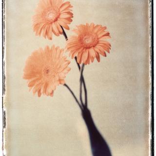 Gerbera