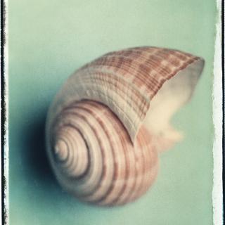Muschel