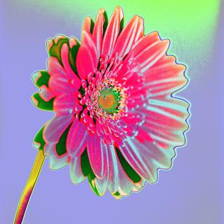 MacGerbera No. 1 MacGerbera No. 1