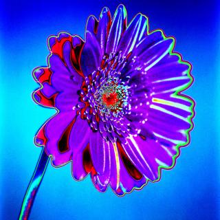 MacGerbera No. 2 MacGerbera No. 2