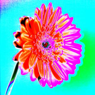 MacGerbera No. 3 MacGerbera No. 3