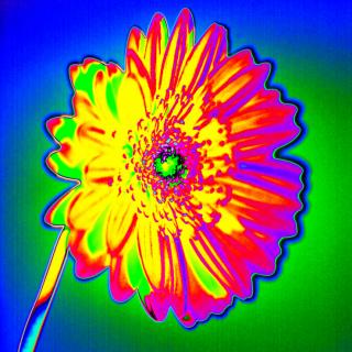 MacGerbera No. 4 MacGerbera No. 4
