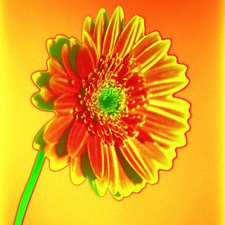 MacGerbera No. 24