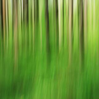 Laubwald / 94 Laubwald / 94