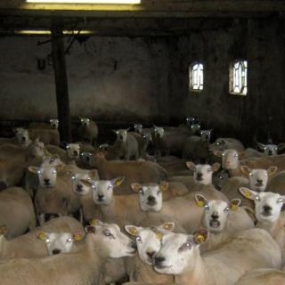 Society (sheep) Society (sheep)