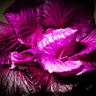 Triple Purpur Triple Purpur